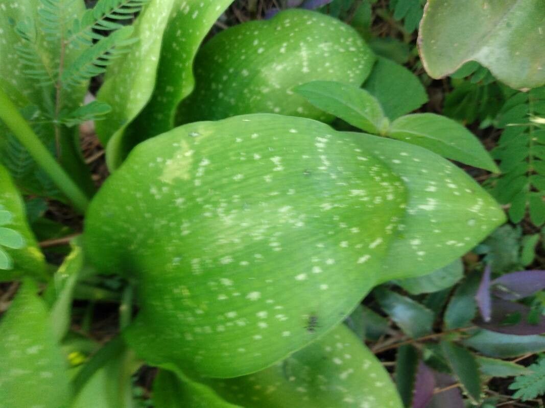 Griffinia liboniana leaf