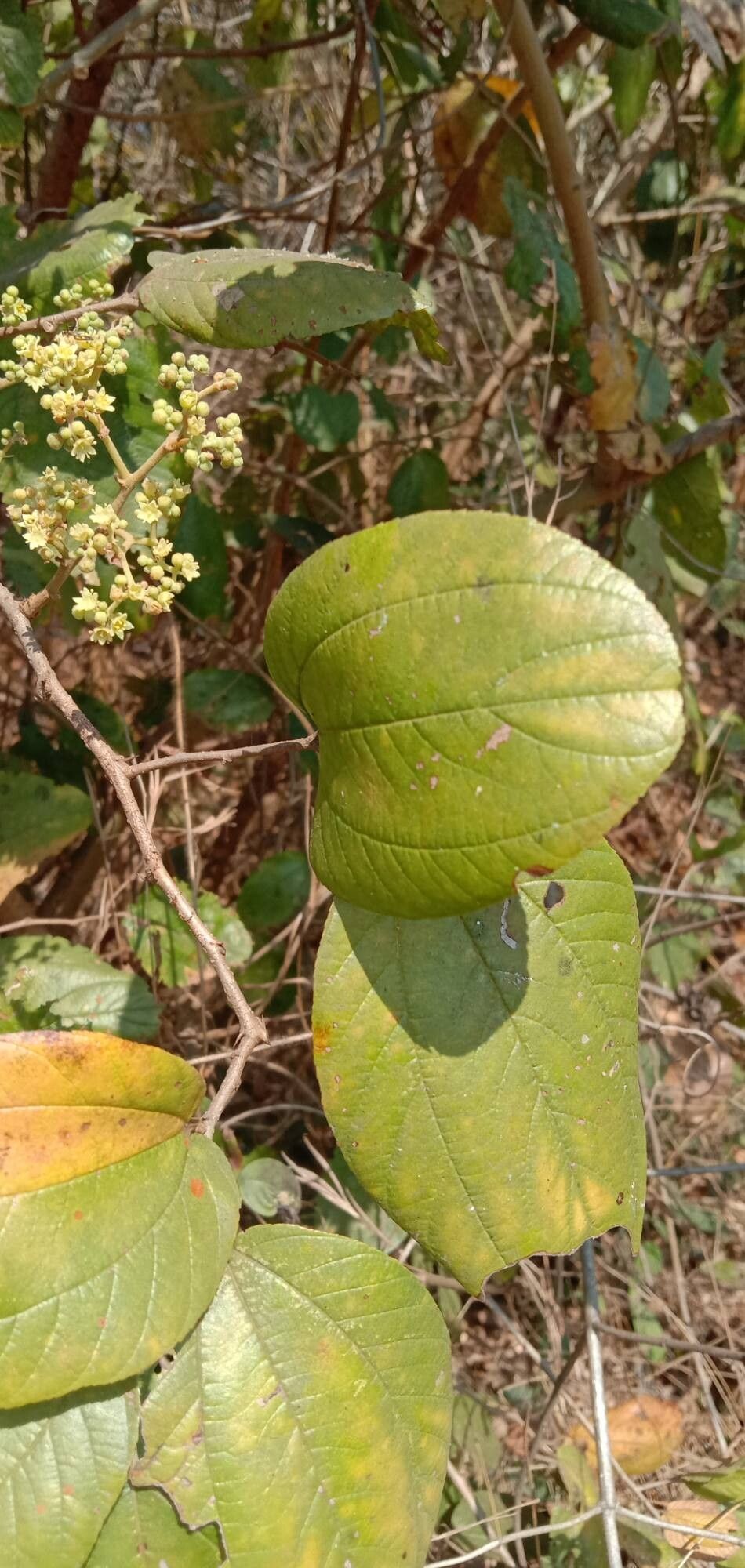 Ziziphus rugosa — search result for 'Ziziphus'