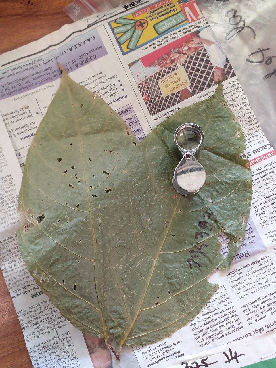 Casearia singularis — houseplant care guide