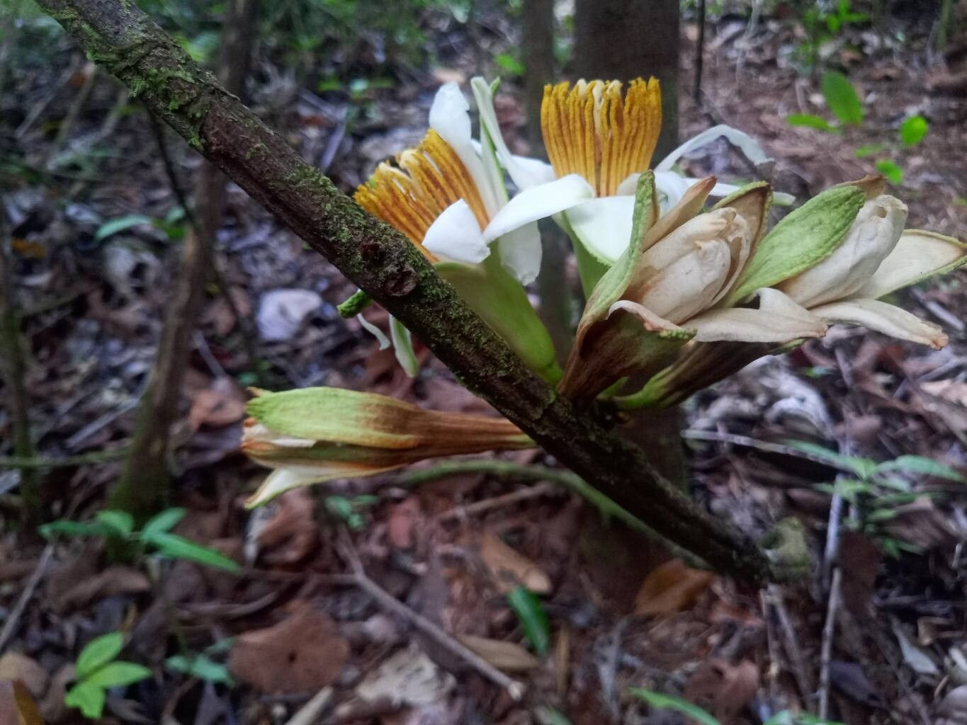 Passiflora candida flower
