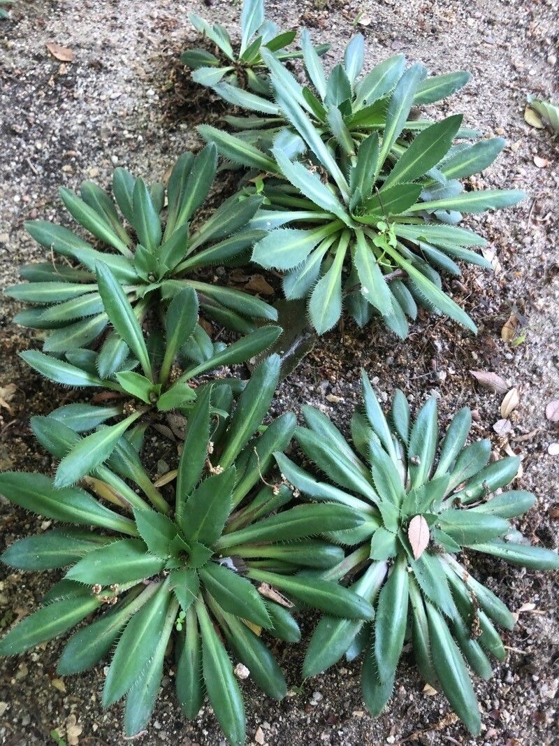 Carthamus rhaponticoides leaf