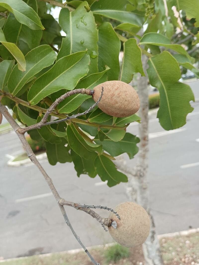 Dipteryx alata fruit