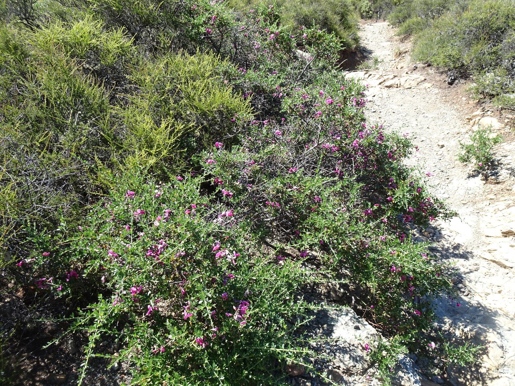Chamaecytisus purpureus bark