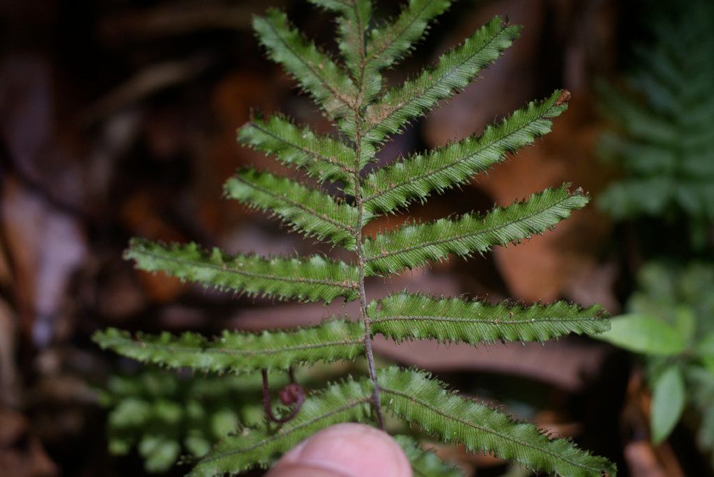 Crepidomanes inopinatum leaf