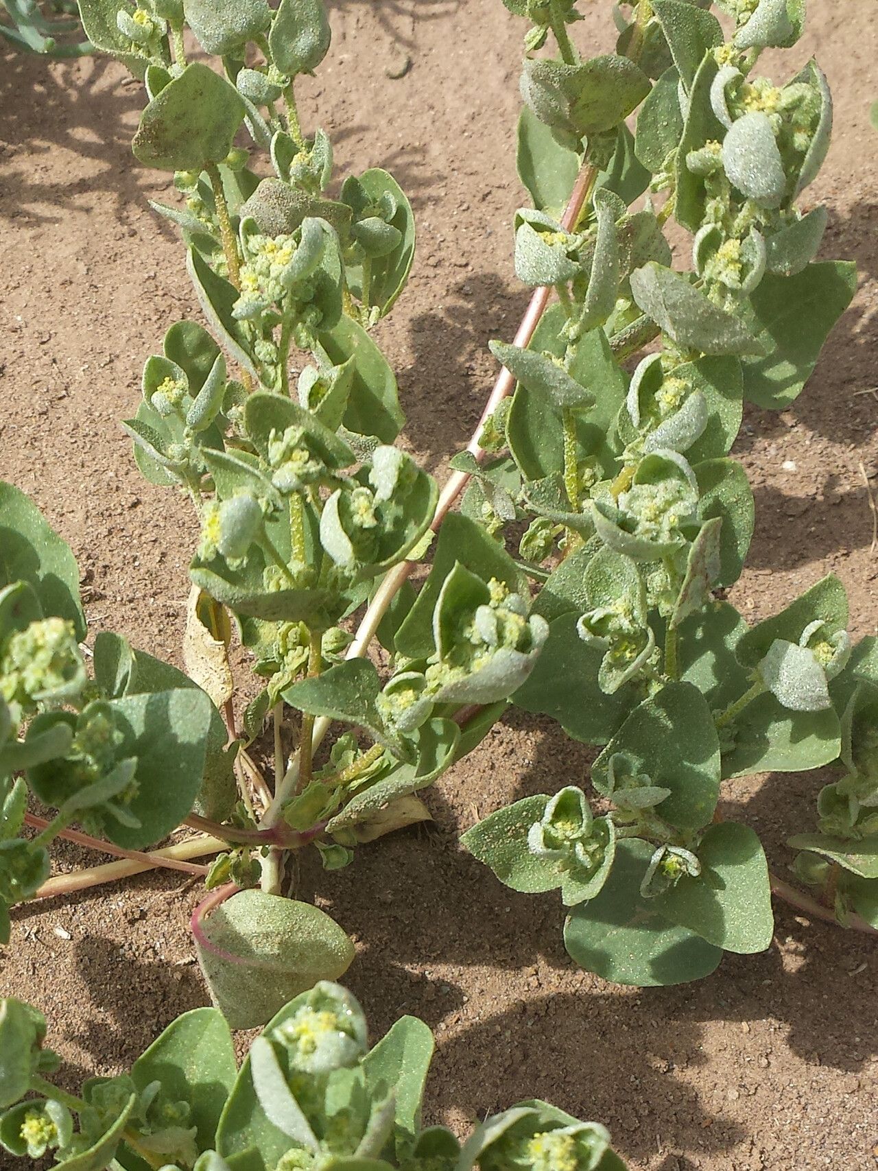 Atriplex dimorphostegia — houseplant care guide