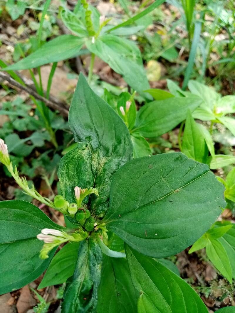Spigelia anthelmia flower