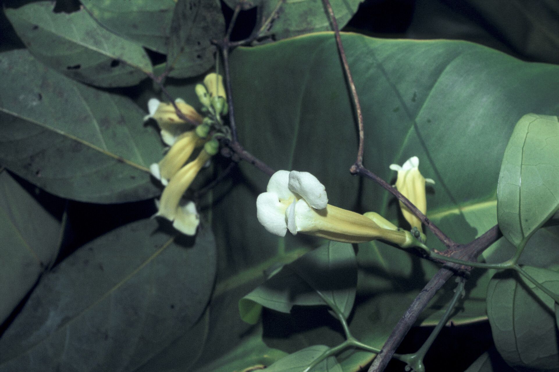 Anemopaegma parkeri — houseplant care guide