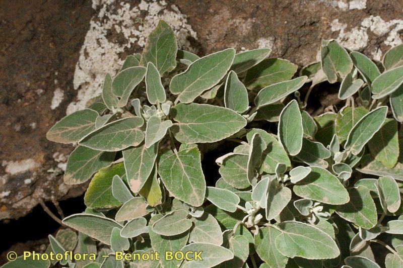 Sideritis pumila other