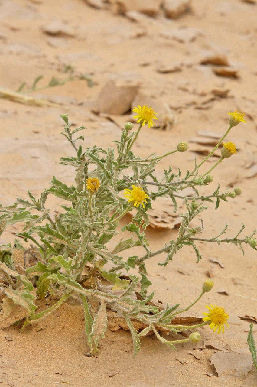 Pulicaria incisa habit