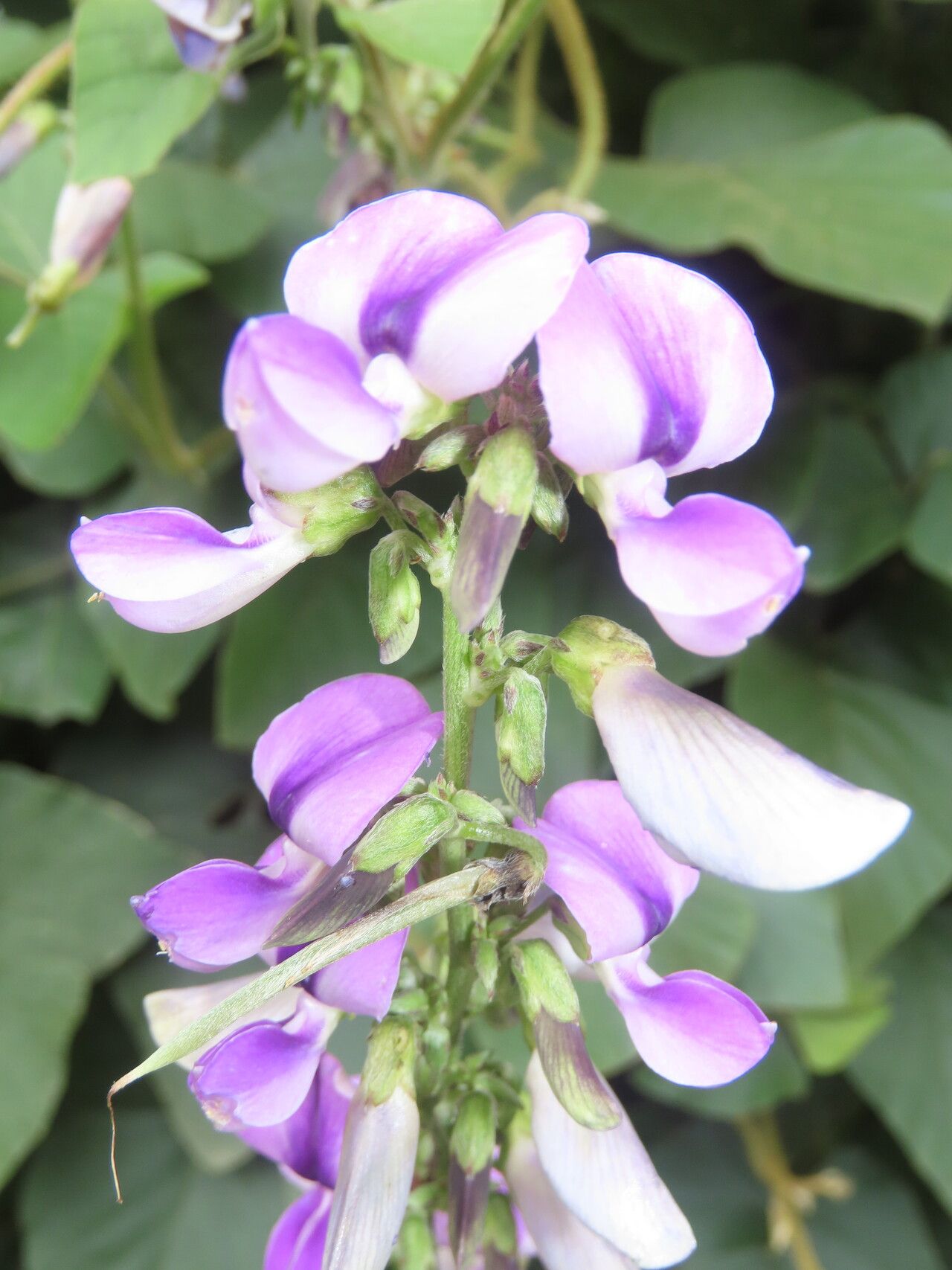 Neustanthus phaseoloides flower