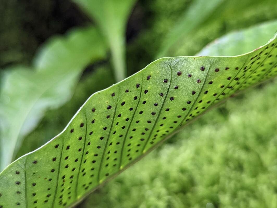 Campyloneurum sphenodes fruit