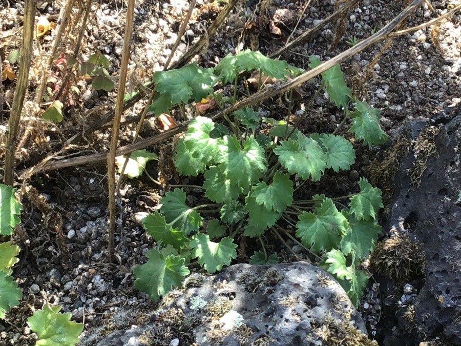 Petromarula pinnata — search result for 'Campanulaceae'