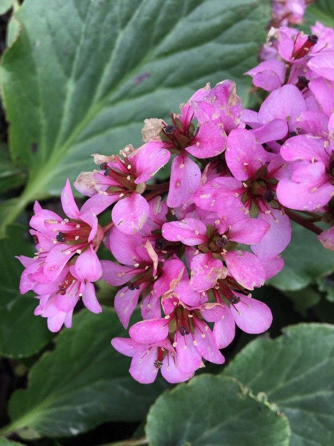 Bergenia cordifolia flower