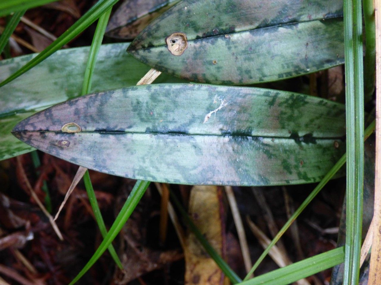 Oeceoclades monophylla — related species from the same genus