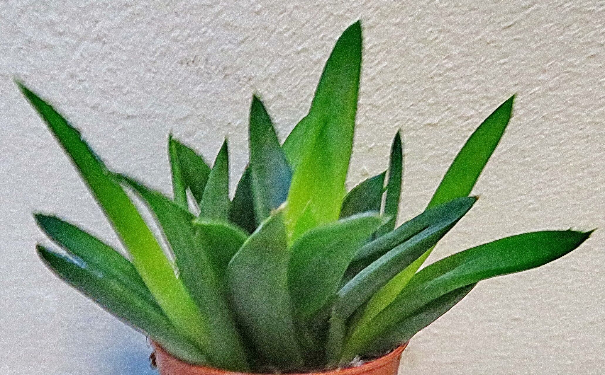 Astroloba pentagona — houseplant care guide
