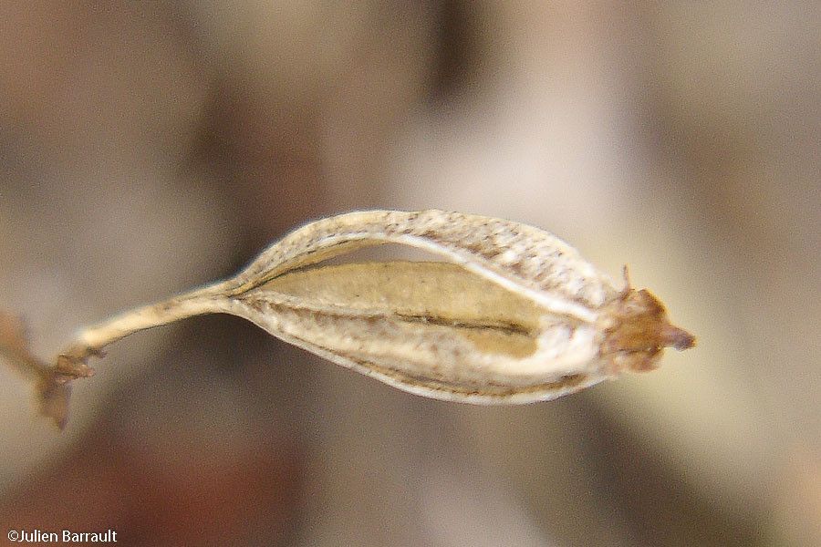 Liparis leratii fruit