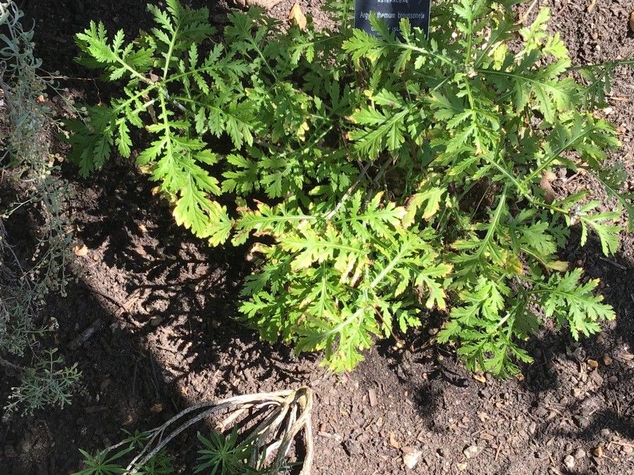 Argyranthemum broussonetii