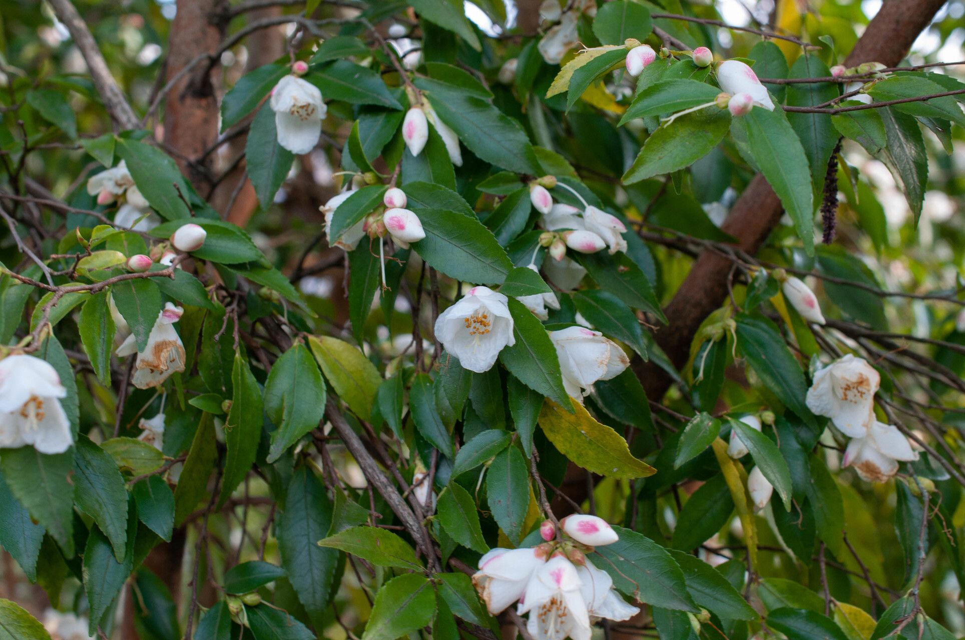 Camellia euryoides flower