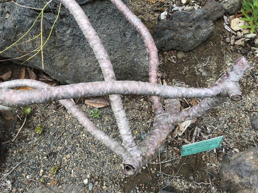 Aeonium percarneum bark