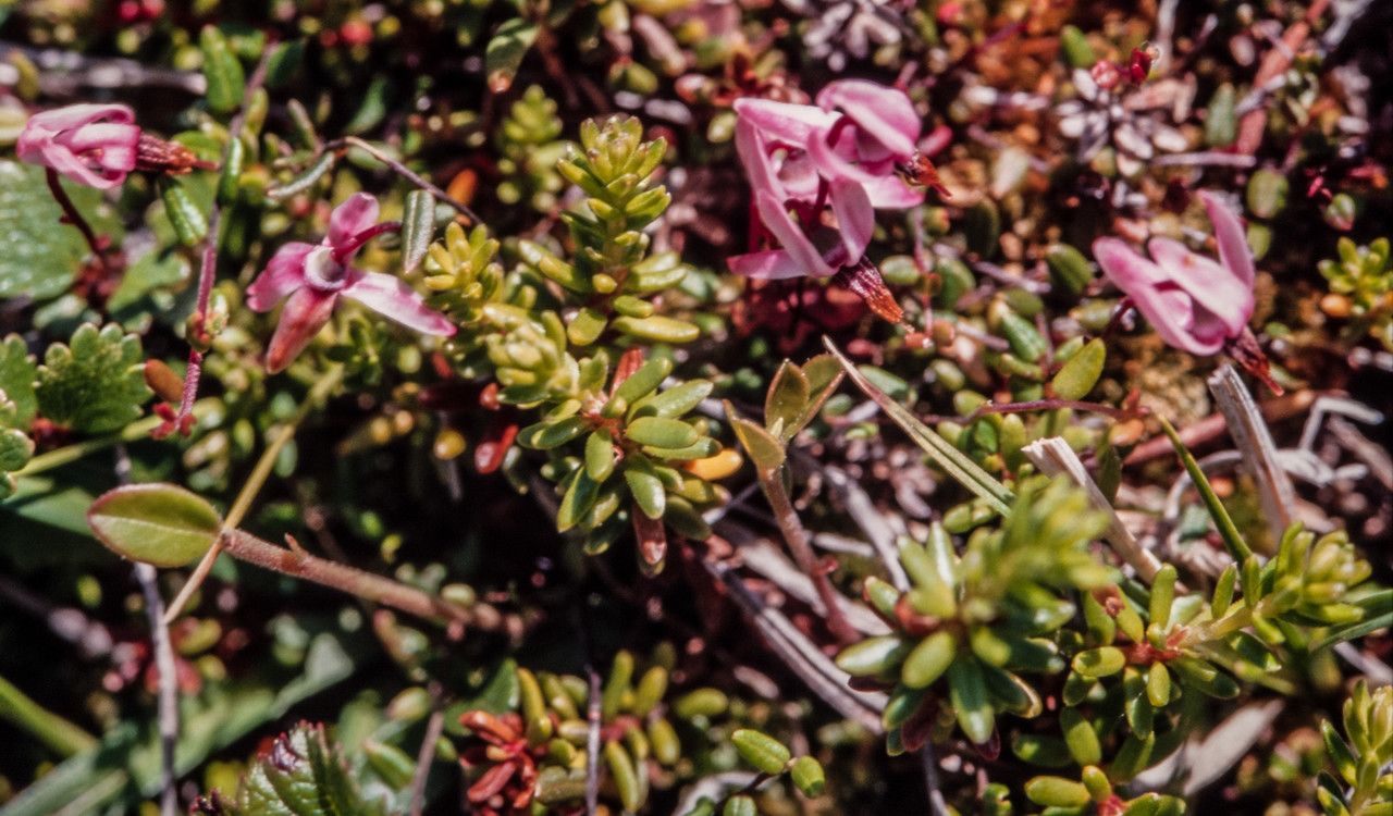 Vaccinium microcarpum flower