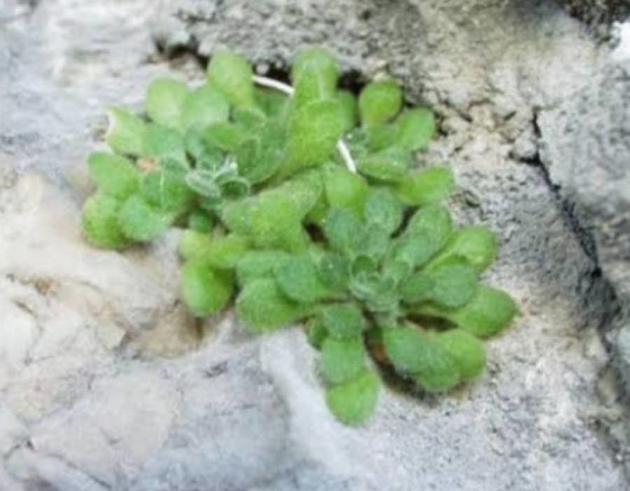 Sedum alsinefolium — houseplant care guide