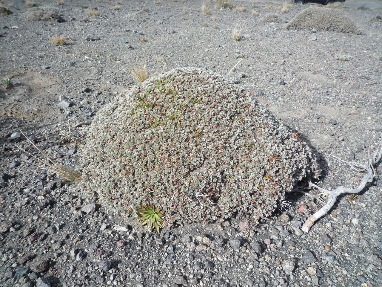 Geranium ecuadoriense habit