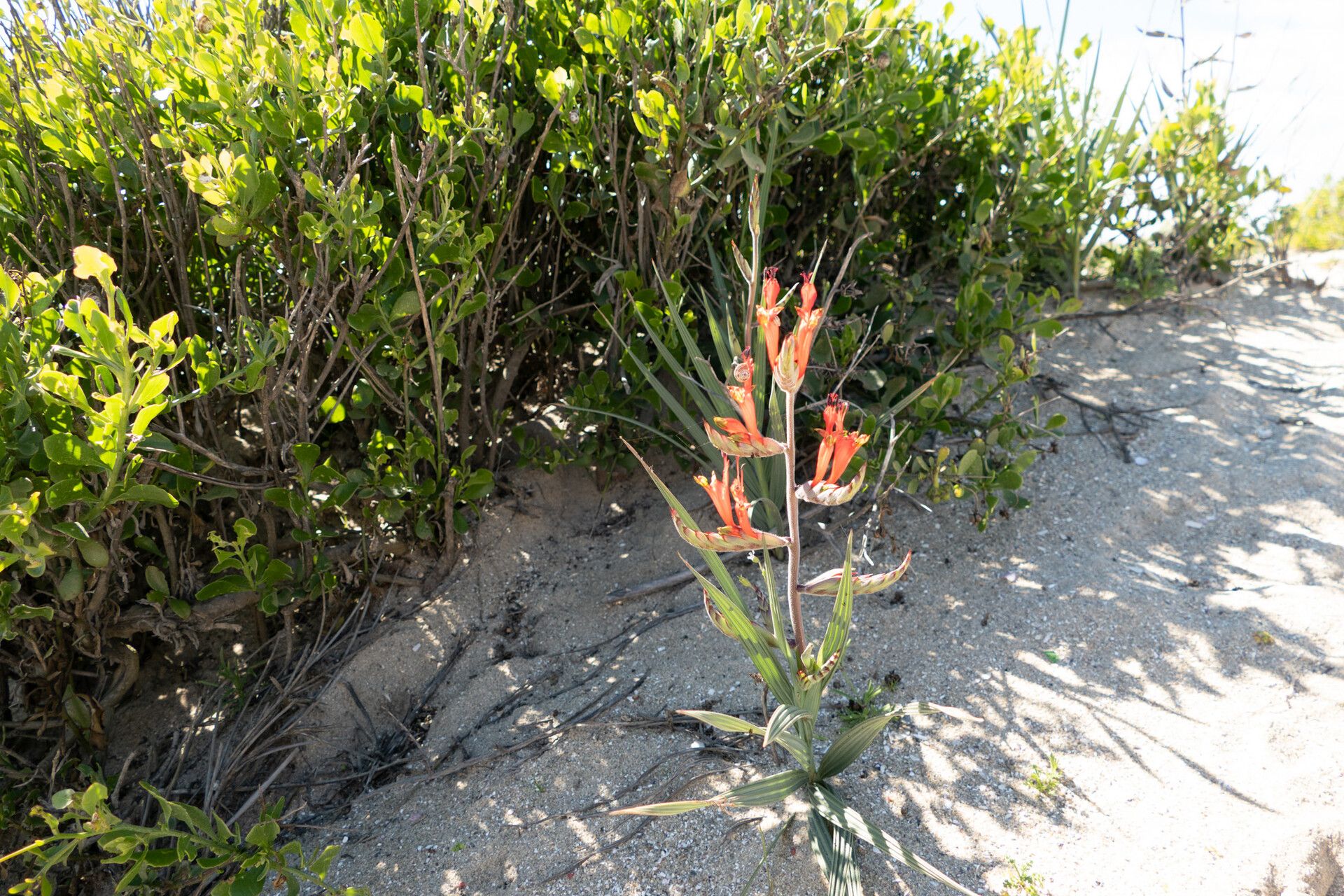 Babiana hirsuta habit