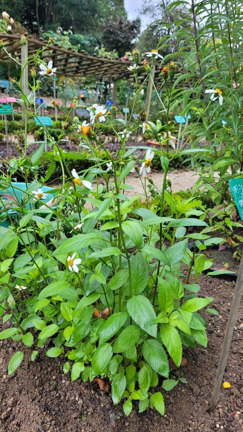 Cosmos diversifolius habit