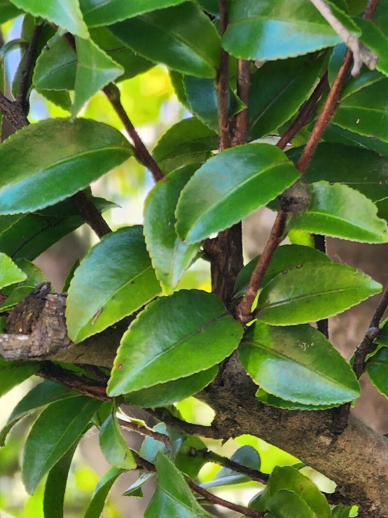 Ceratopetalum gummiferum leaf
