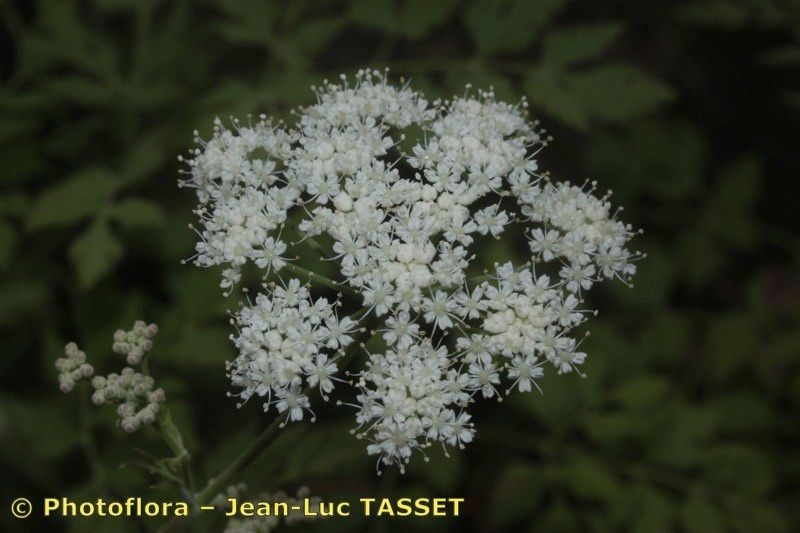 Pimpinella junionae flower