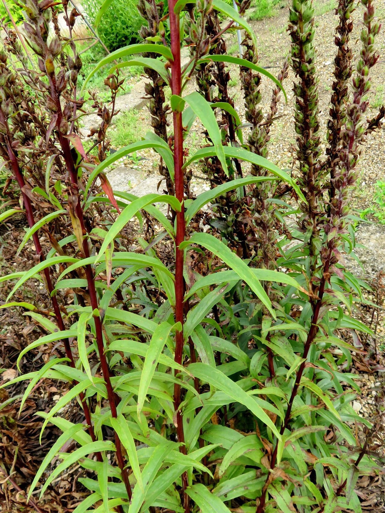 Digitalis lamarckii — search result for 'Digitalis'