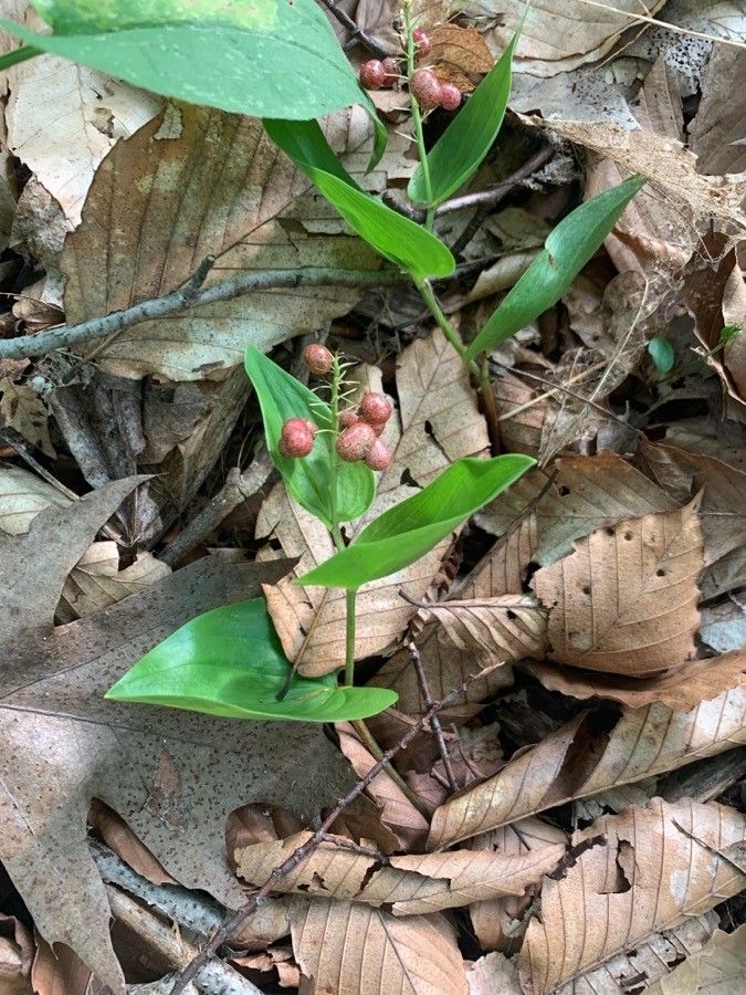 Maianthemum canadense — related species from the same genus