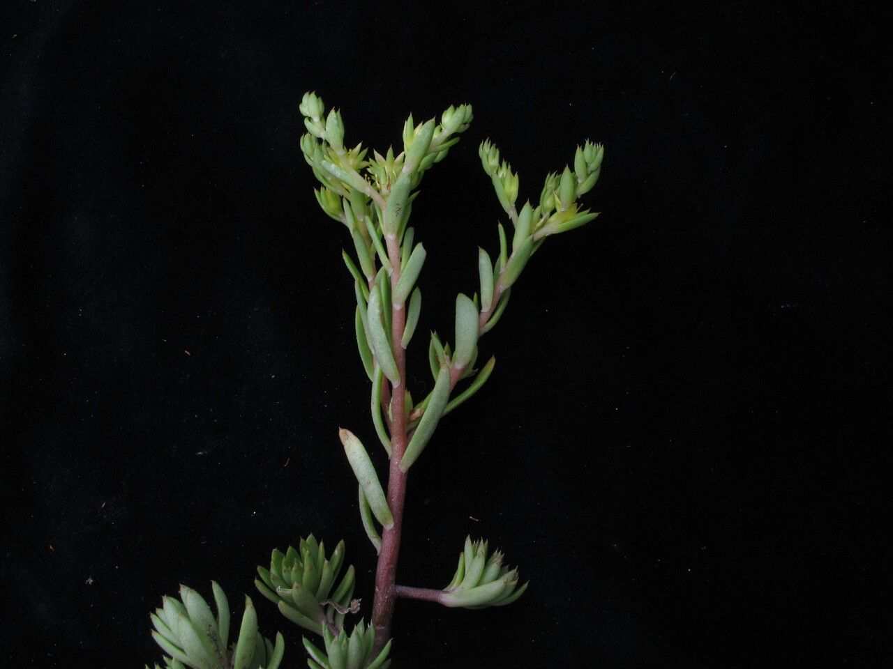 Sedum multicaule habit