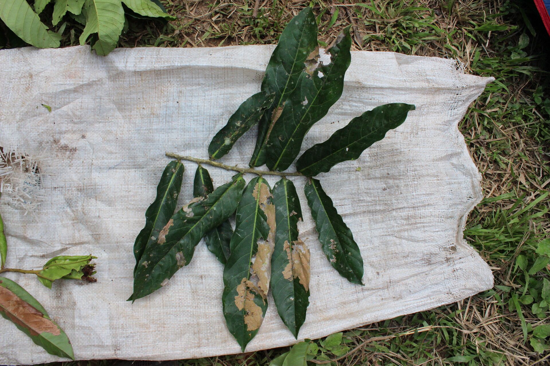 Duguetia barteri — related species from the same genus