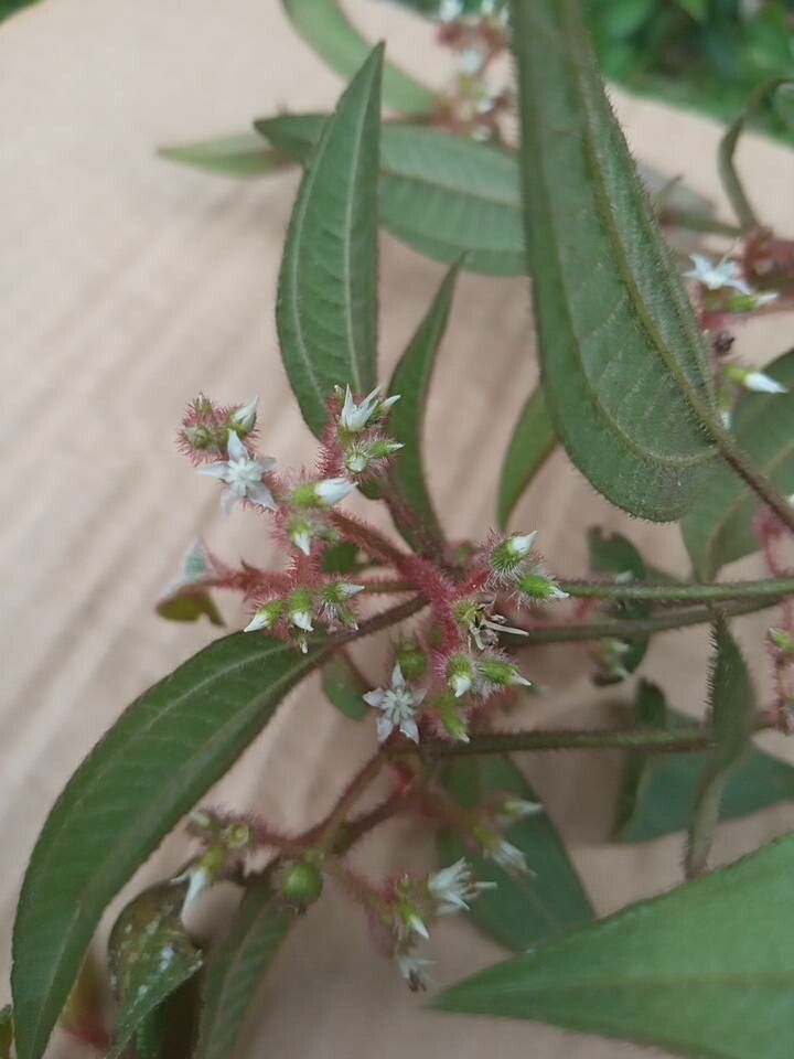 Leandra catharinensis — related species from the same genus