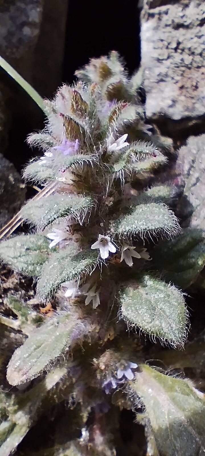 Ajuga parviflora flower