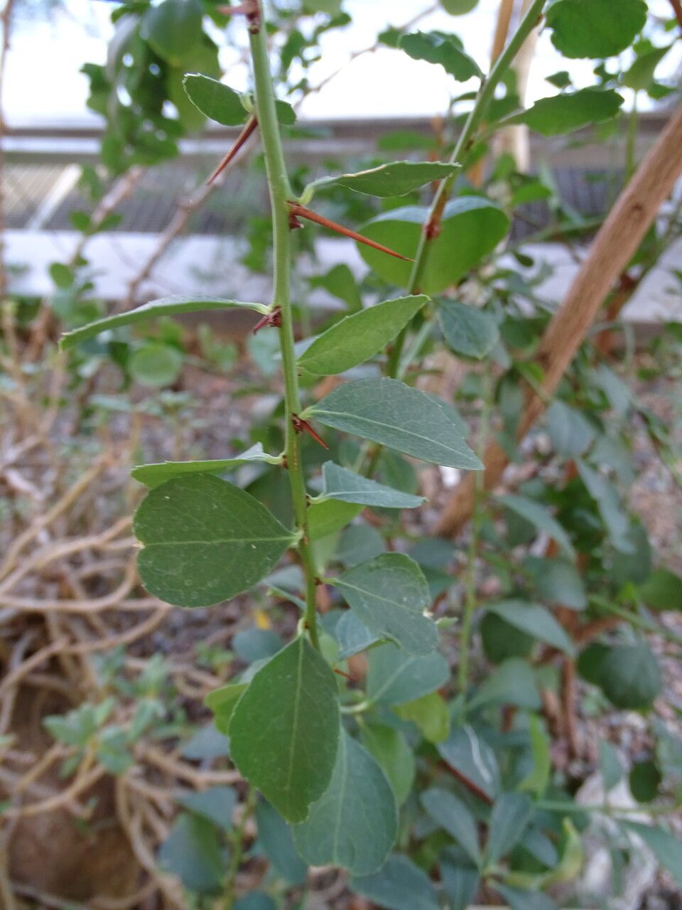Elaeodendron transvaalense — search result for 'Botswana'