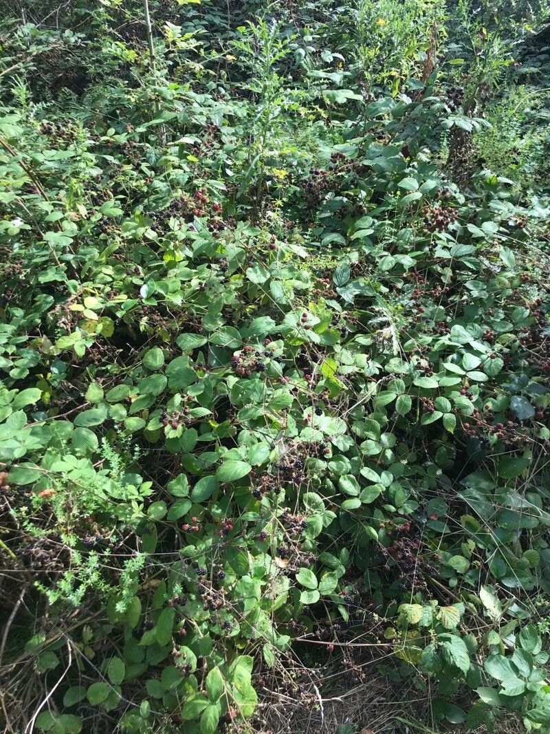 Rubus imbricatus fruit