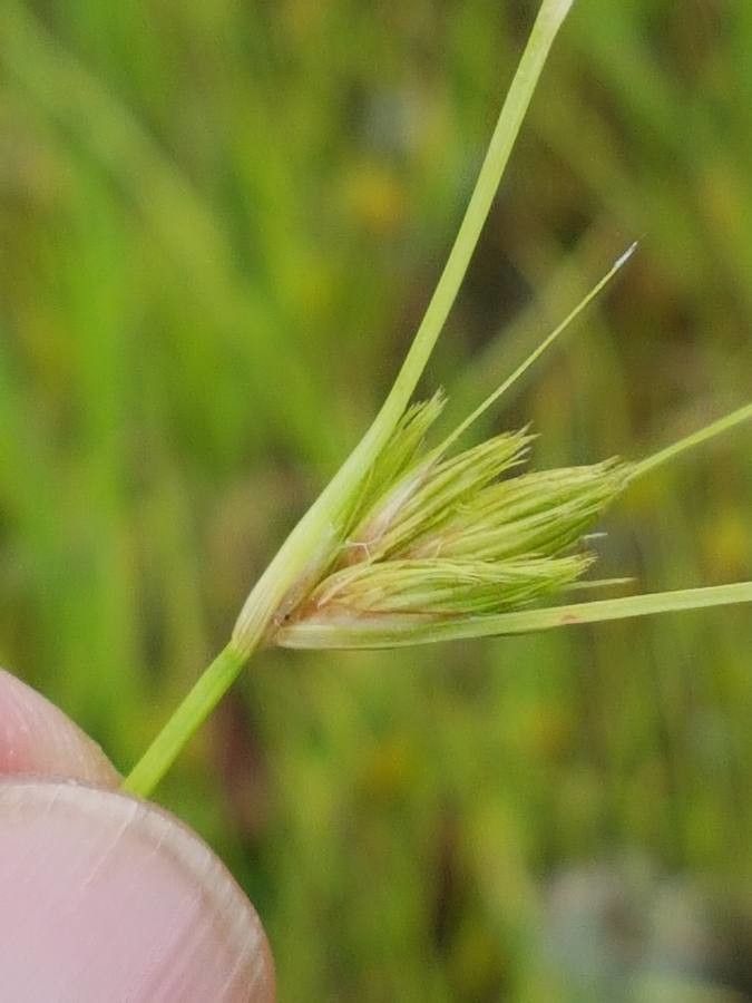 Carex bohemica — houseplant care guide