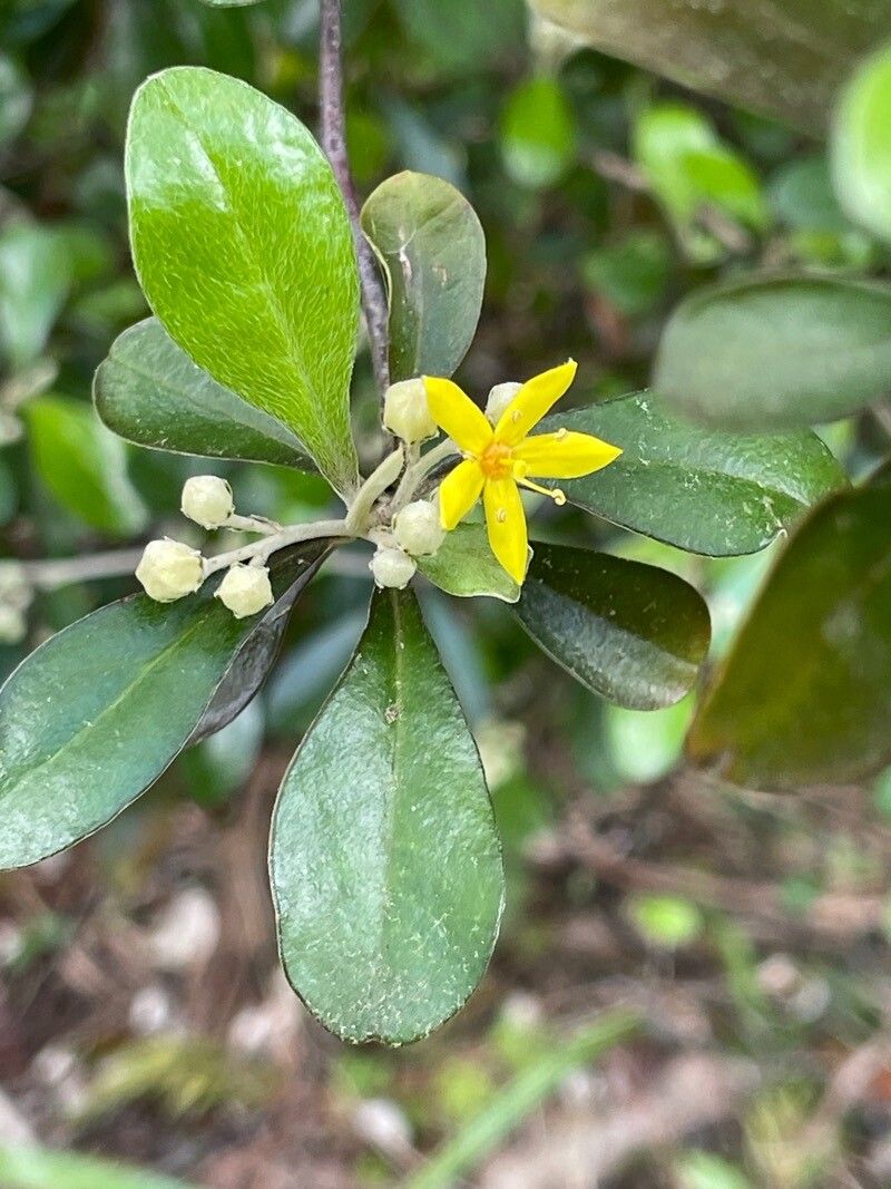Corokia buddleioides flower