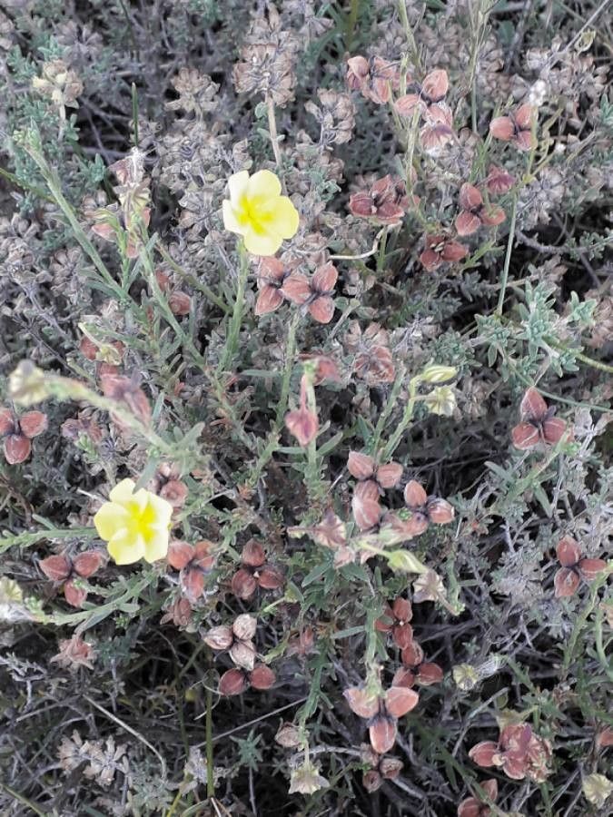 Helianthemum hirtum flower
