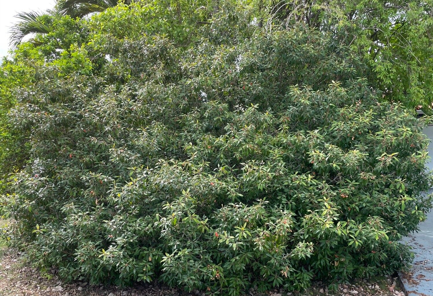Morisonia ferruginea habit