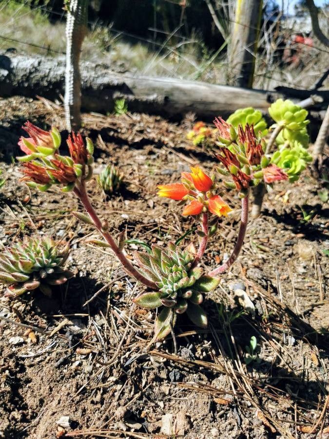 Echeveria harmsii flower