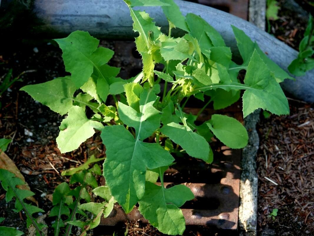 Cicerbita macrophylla habit