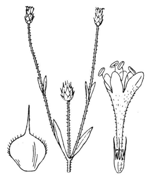 Cephalaria syriaca other