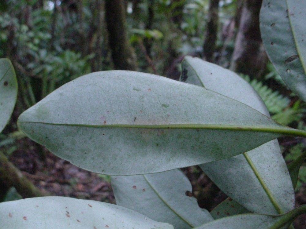 Zygogynum bicolor — related species from the same genus