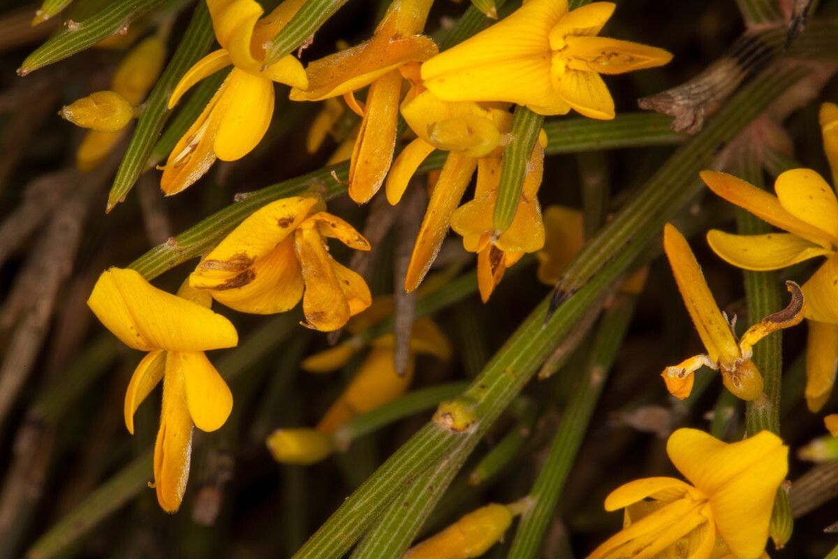 Genista sardoa — houseplant care guide