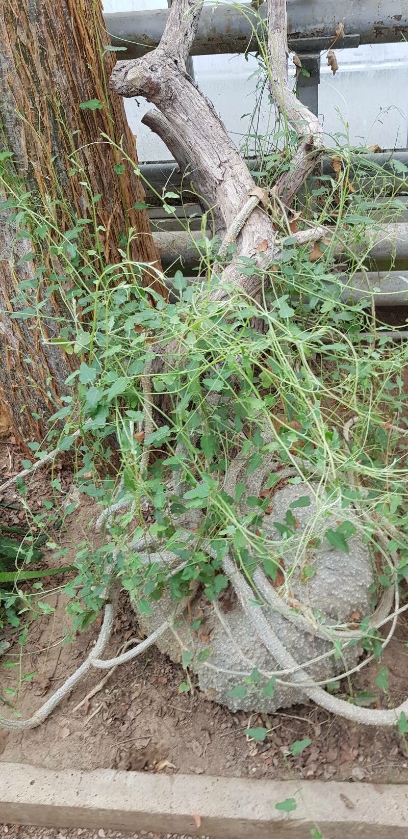 Xerosicyos tripartitus habit