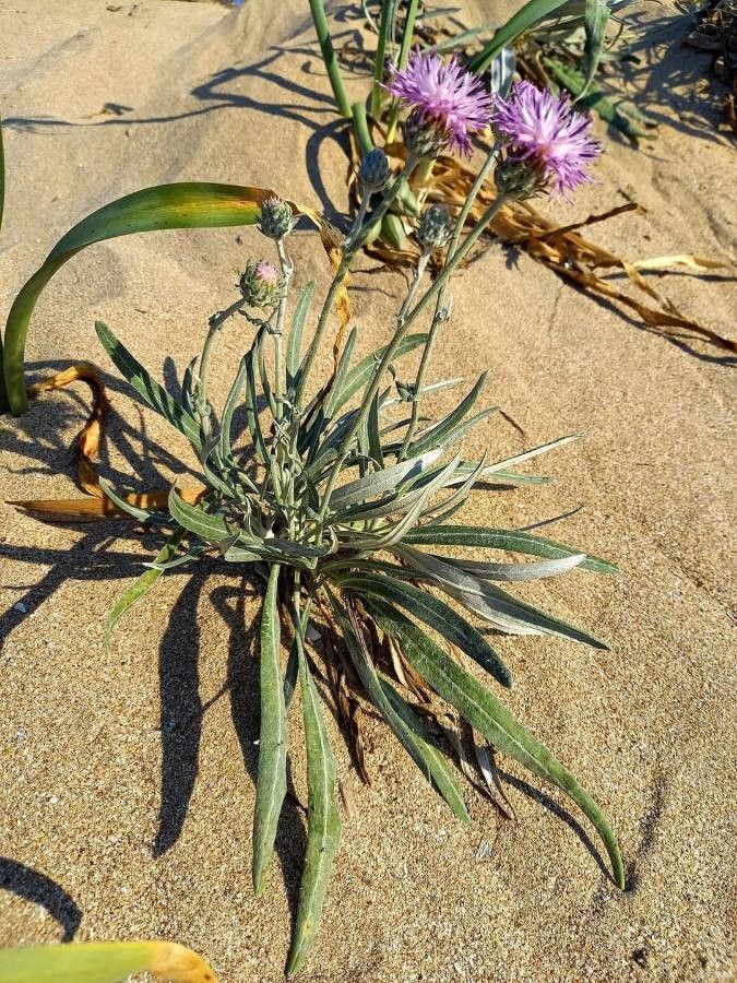 Jurinea albicaulis flower