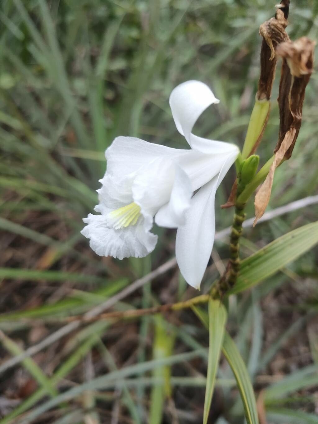 Sobralia granitica flower